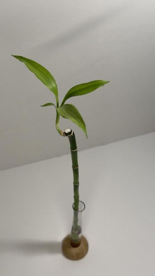 صورة نبتة البامبو